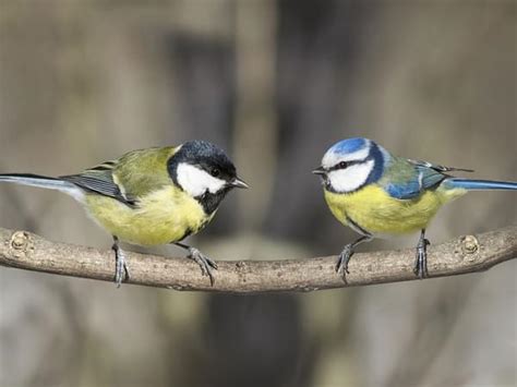 Coal Tit or Great Tit: How to Tell Them Apart